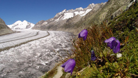 Der Aletschgletscher ist der grösste Gletscher in Zentraleuropa.