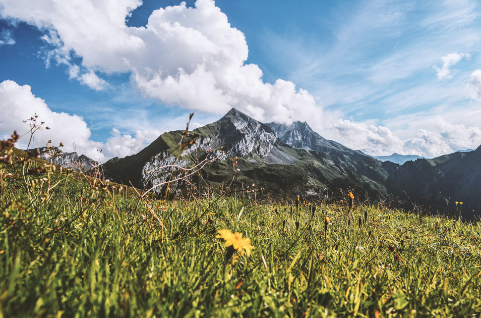 Biodiversität in den Alpen - Foto von Kristina Schmid auf Unsplash