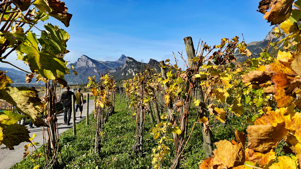Die schönsten Weinwanderungen in der Schweiz