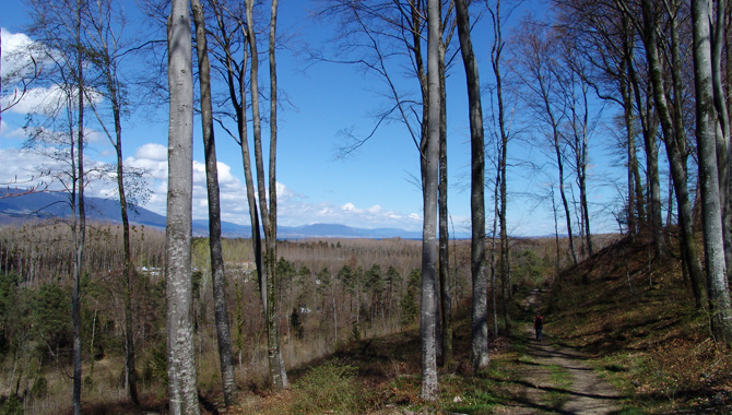Der Chemin des Trois-Lacs führt an vielen Stellen durch ufernahe Wälder.
