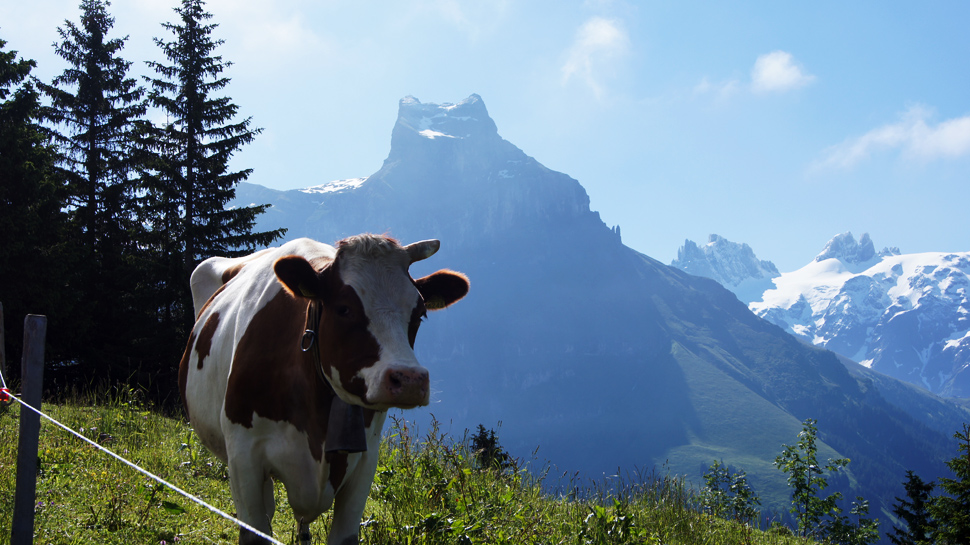Die Engelberger Kühe haben's gut. Grandiose Bergwelt, frische Luft, blühende Alpwiesen.
