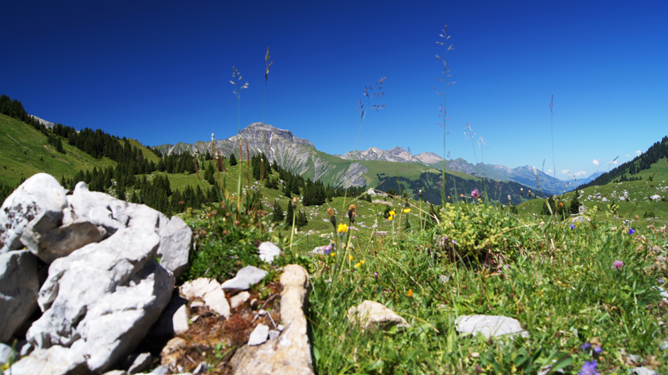 Landschaft mit blühenden Alpwiesen bei Adelboden.