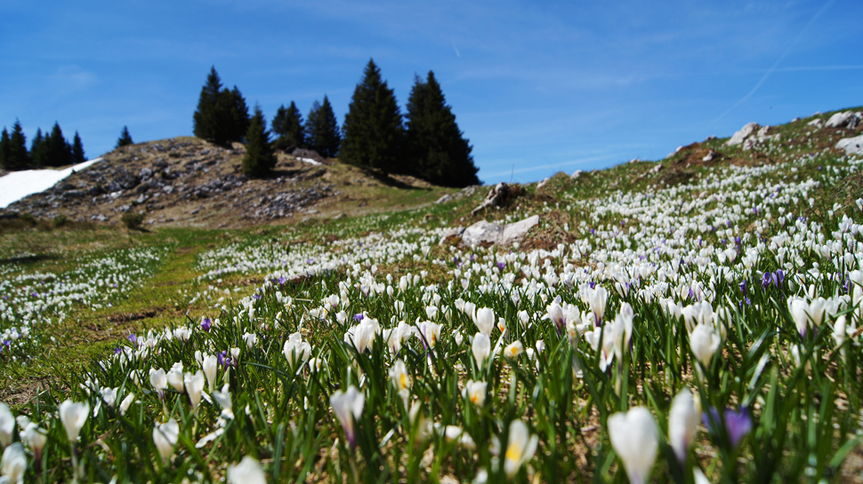 Krokussblüte auf dem Noirmont im Waadtländer Jura.
