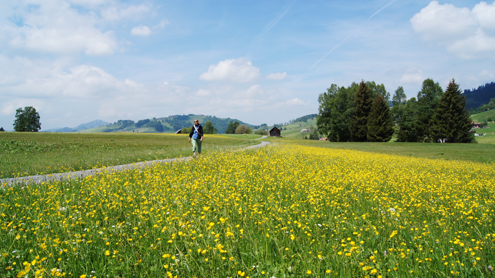 25/45 Blühende Landschaft im Appenzell.