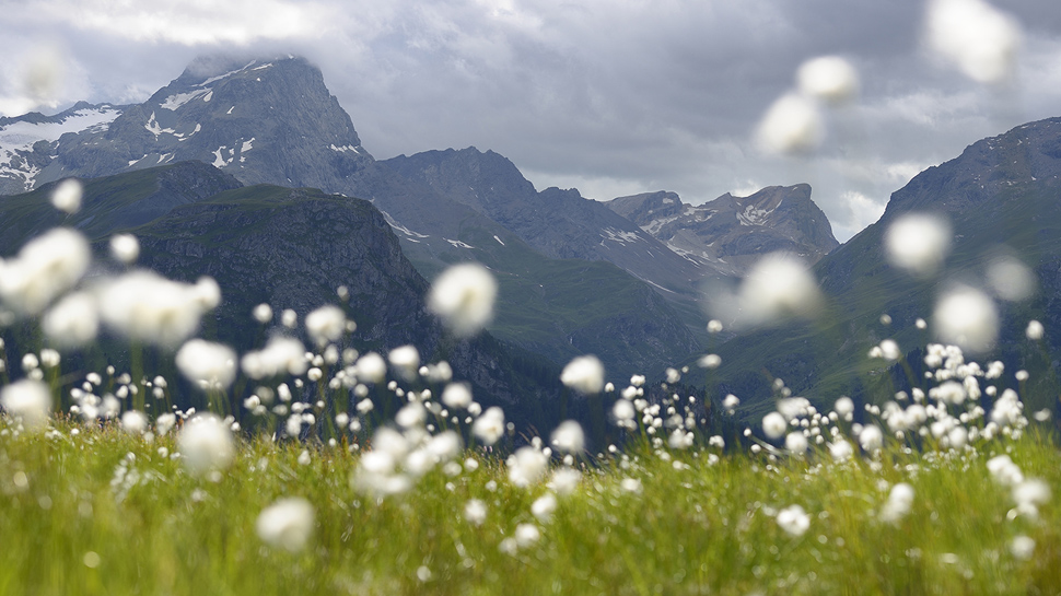 Parc Ela, Wollgras auf der Alp Flix (© Lorenz A. Fischer).