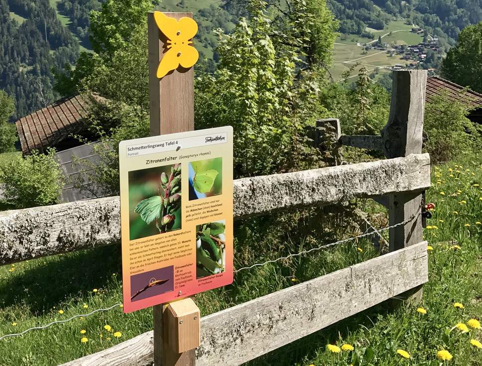Infotafel am Schmetterlingsweg Tschiertschen