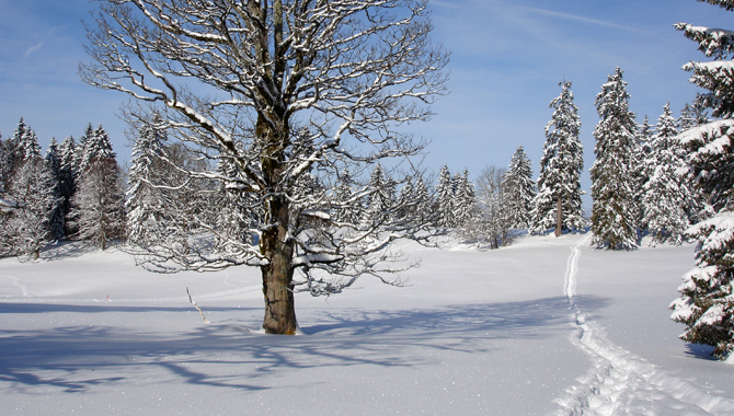 Der Jura ist bei guten Schneeverhältnissen Schneeschuh-Wanderparadies.