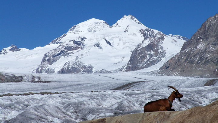 Wanderungen in der Aletsch-Region