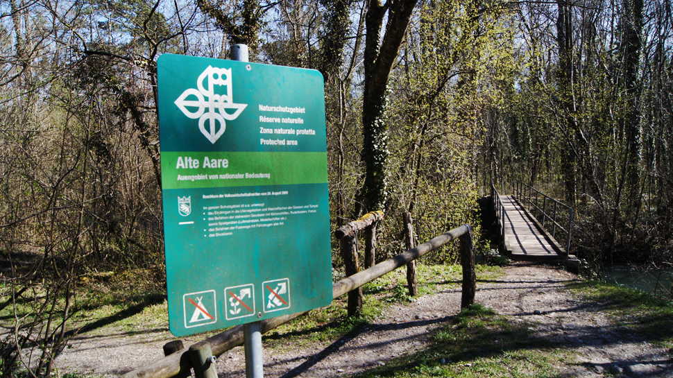 Ein schöner Wandertrail führt durchs Naturschutzgebiet an der Alten Aare.