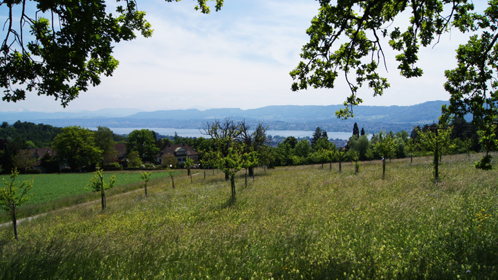 Der Zürichsee-Rundweg bietet viele wunderbare Ausblicke auf den Zürichsee.