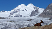 Blick über den Aletschgletscher zum Mönch und den Fiescherhörnern.