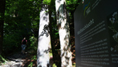 Der Wanderweg durch die Wolfschlucht ist zum Teil ziemlich steil.