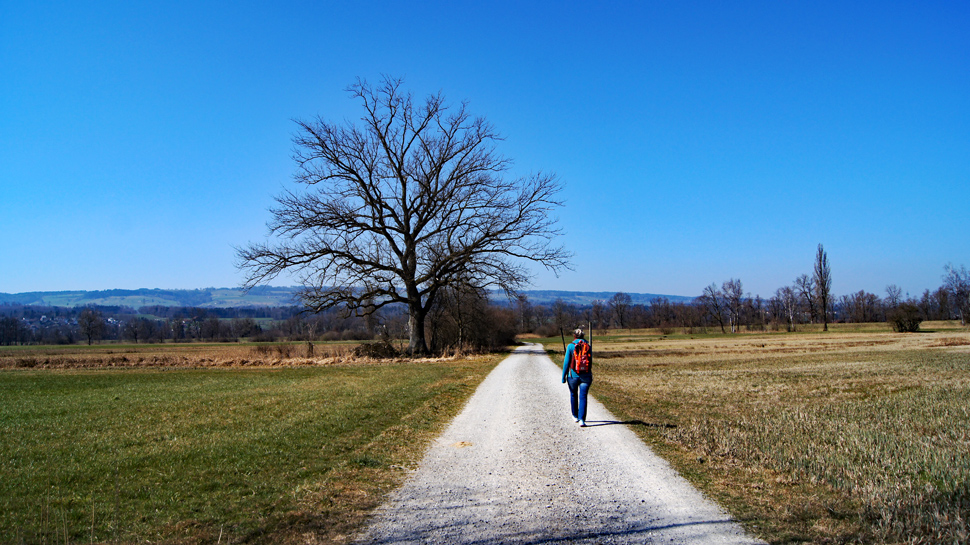 Die reizvolle Wanderung führt durchs Naturschutzgebiet der Maschwander Allmend.