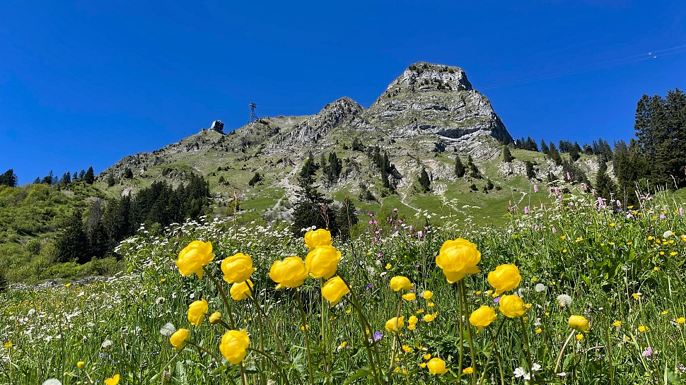 Rundwanderung bei Moléson-sur-Gruyères