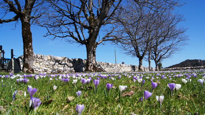 Die Rundwanderung vom Wäsmeli über den Romontberg ist während der Krokussblüte besonders schön.
