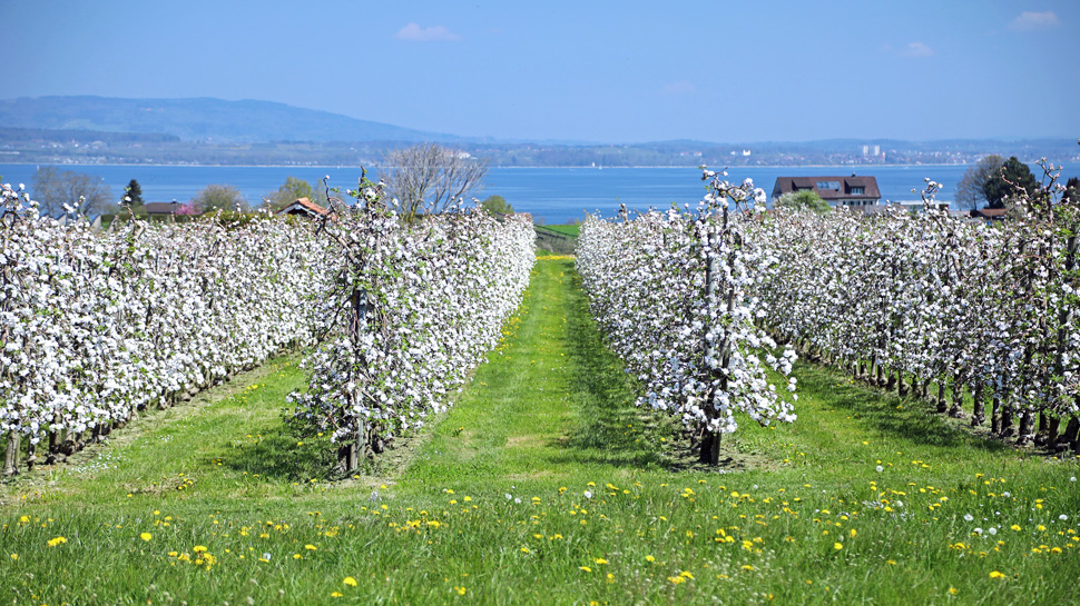 Rundwanderung Altnauer Apfelweg