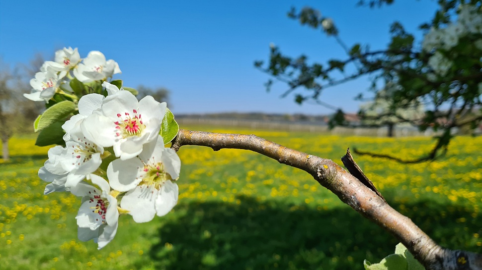 Wanderung durch Obstplantagen von Amriswil nach Sulgen