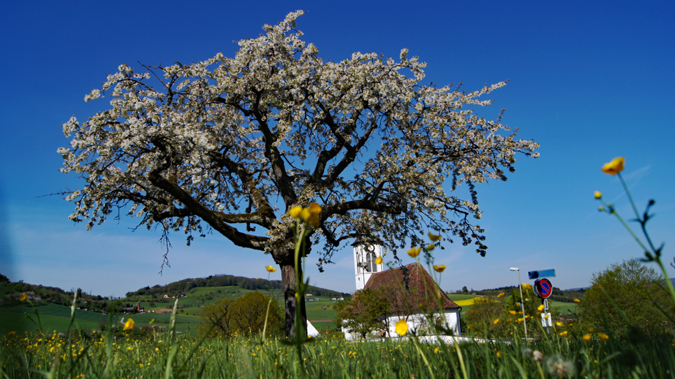 Wanderung durch die Obstplantagen rund um Arisdorf