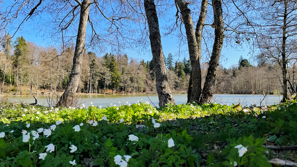 Die Wanderung führt von Bonfol vorbei am Etang de Vendlincourt nach Porrentruy.