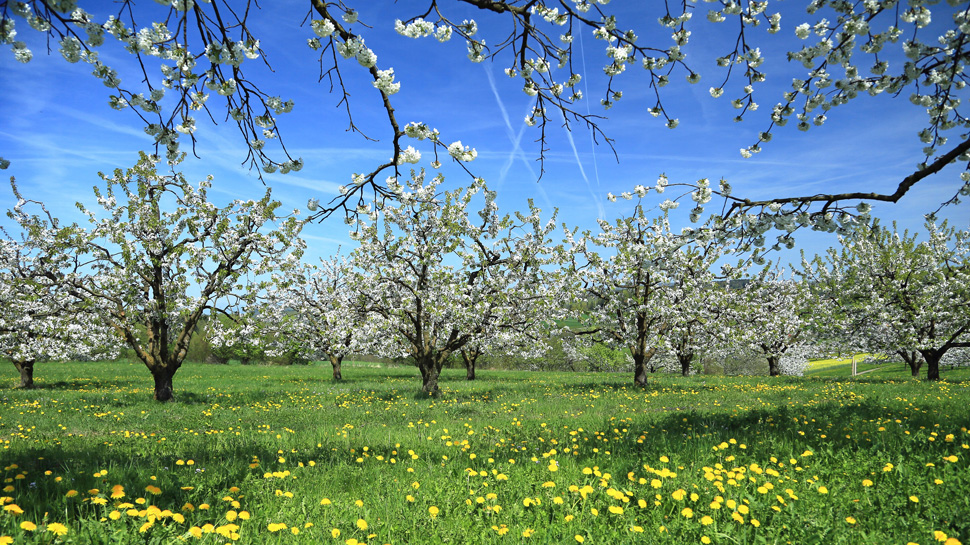 Die Wanderung führt von Bubendorf durch schöne Obstplantagen zum Schloss Wildenstein.