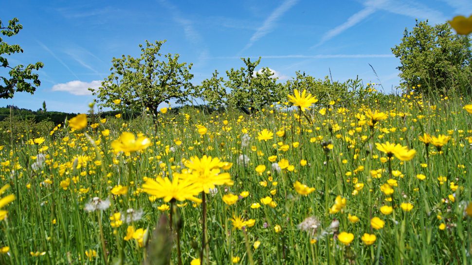 Die Wanderung führt von Büren durch die Obstplantagen des Schwarzbubenlandes bis nach Liestal.