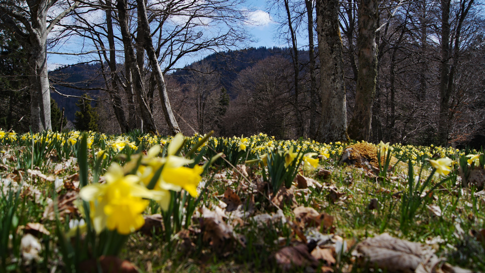 Die Wanderung über den Geissrücken nach Les Prés d'Orvin ist im April während der Narzissenblüte besonders reizvoll.