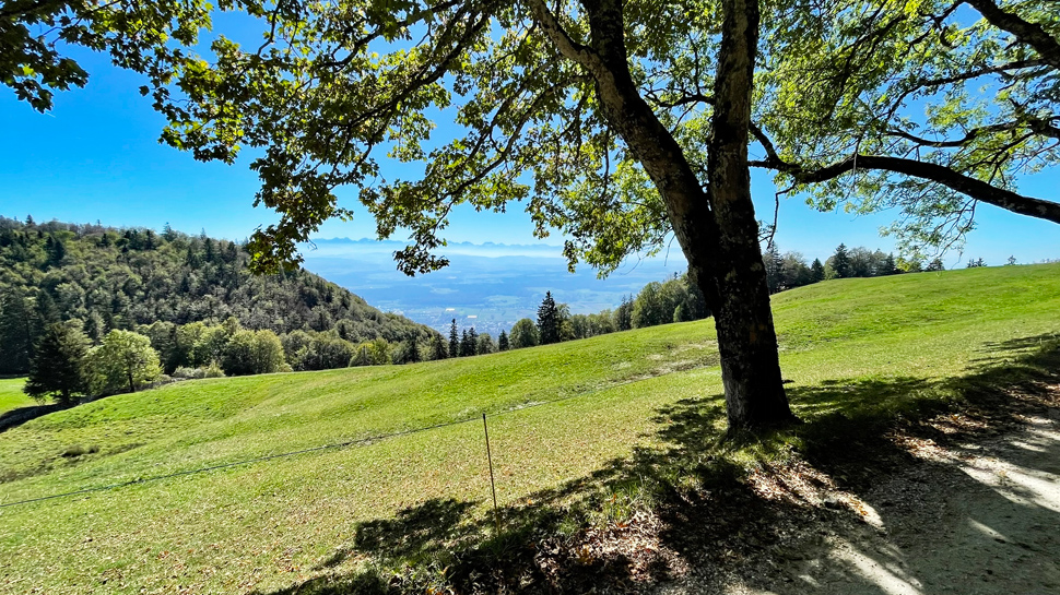 Die Wanderung führt von Gänsbrunnen über den Weissenstein nach Oberdorf SO und begeistert im mittleren Abschnitt mit wundervollen Ausblicken.