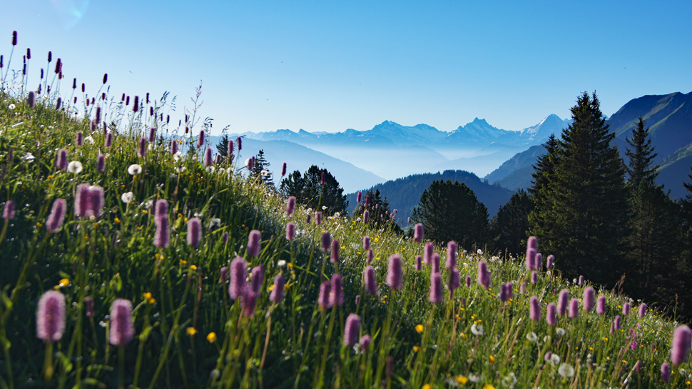 Panoramawanderung vom Gurnigel über die Schüpfenflue