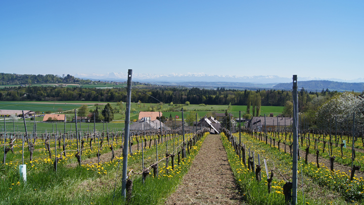 Wanderung von Ins über den Jolimont nach Erlach