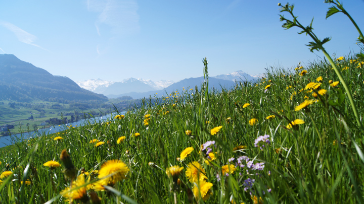 Die Wanderung führt von Küssnacht am Rigi nach Luzern und bietet wundervolle Ausblicke auf den Vierwaldstättersee.