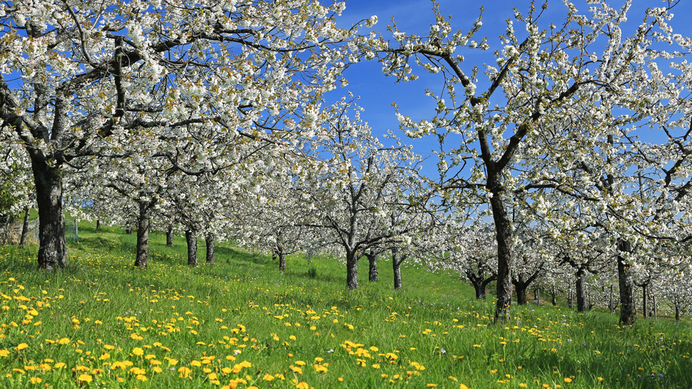 Wanderung durch die Kirschplantagen von Nuglar