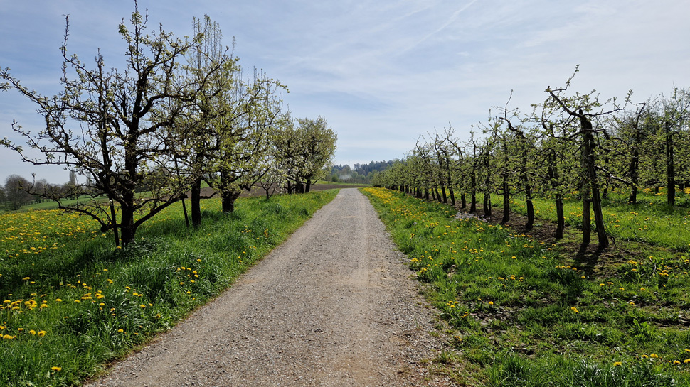 Wanderung von Sulgen nach Amriswil
