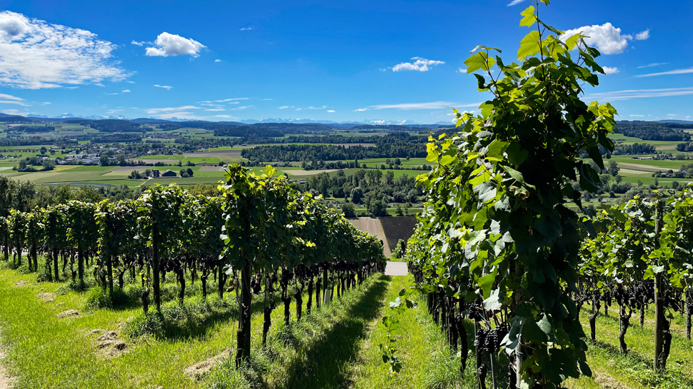 Rebenwanderung von Uesslingen nach Oberneunforn