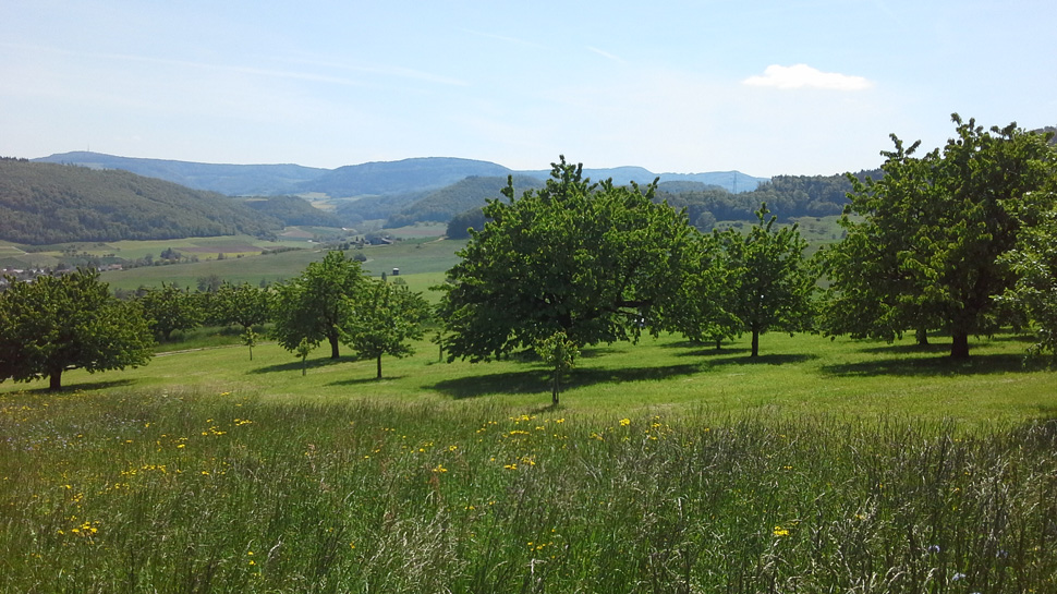 Die Wanderung führt auf dem Aargauer Weg durch schöne Kulturlandschaften von Wittnau bis nach Frick.
