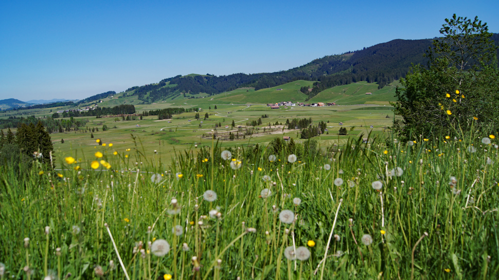 Blick aufs Hochmoor von Rothenthurm.
